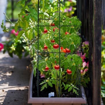 Costway Canada Lot de 4 treillis de jardin pour plantes grimpantes, fleurs et légumes chez Costway Canada